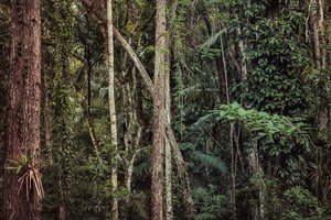 Selva tropical V, 2021 (fotografía digital) de Antonio Schubert