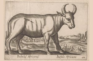 búfalo africano Bubalus Africanus/ Bufalo Africano (título sobre objeto) Animales y criaturas míticas (título de serie) Nova raccolta de li animali piu curiosi del mondo (título de la serie) de Antonio Tempesta