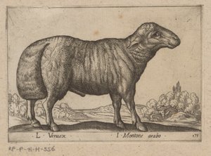 Arabisch schaap
L Veruex/ I Carnero árabe (título en el objeto)
Dieren en fabelwezens (título de la serie)
Nova raccolta de li animali più curiosi del mondo (título de la serie) de Antonio Tempesta