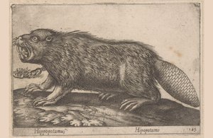 Beber Hipopótamo (título sobre objeto) Dieren en fablewezens (título de la serie) Nova raccolta de li animali piu curiosi del mondo (título de la serie)