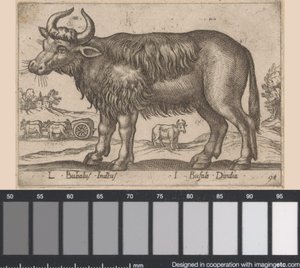 Búfalo L Bubalus Indicus/ I Bufola Dindia (título sobre objeto) Dieren en fablewezens (título de la serie) Nueva colección de los animales más curiosos del mundo (título de serie) de Antonio Tempesta