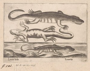 tres dragones Lagarto/ Lagarto (título sobre objeto) Dieren en fablewezens (título de la serie) Nueva colección de los animales más curiosos del mundo (título de serie) de Antonio Tempesta