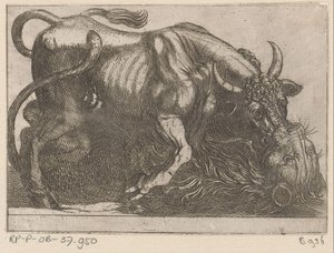 Un toro peleando con un león Animales de pelea (título de la serie)