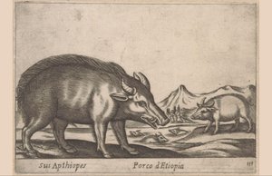 El pueblo etíope
Sus Apthiopes/ Porco d