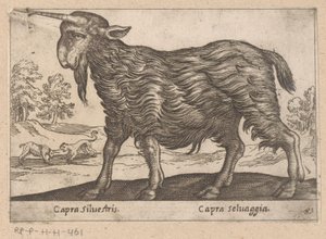 Con un solo día de trabajo
Capra Silvestris/ Capra Selvaggia (título del objeto)
Dieren en fabelwezens (título de la serie)
Nova raccolta de li animali più curiosi del mondo (título de la serie) de Antonio Tempesta