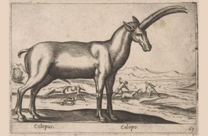 cabruno Colopus/ Colopo (título sobre objeto) Dieren en fablewezens (título de la serie) Nueva colección de los animales más curiosos del mundo (título de serie) de Antonio Tempesta