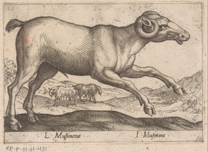 cabruno L Mussimonae/ I Musimone (título sobre objeto) Dieren en fablewezens (título de la serie) Nueva colección de los animales más curiosos del mundo (título de serie) de Antonio Tempesta