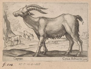 Gemas Caprax/ Cerua Belzuaria (título sobre objeto) Dieren en fablewezens (título de la serie) Nueva colección de los animales más curiosos del mundo (título de serie)