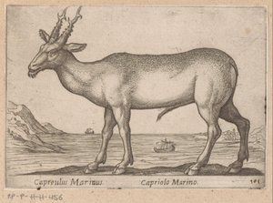 Hert
Capreulus Marinus/ Capreulus Marinus (título del objeto)
Dieren en fabelwezens (título de la serie)
Nova raccolta de li animali più curiosi del mondo (título de la serie) de Antonio Tempesta