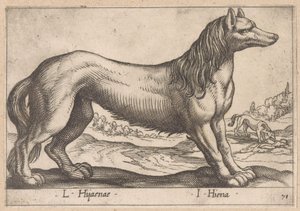 Hyena L Hijanae/ I Hiena (title on object) Dieren en fabelwezens (series title) Nova raccolta de li animali piu curiosi del mondo (series title) de Antonio Tempesta