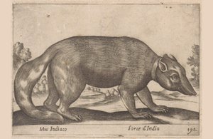 Muis indio
Birmese fret-das
Mus Indiaco / Sorce d