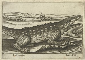 Cocodrilo Coccodrillus/ Cocodrilo (título sobre el objeto) Dieren en fablewezens (título de la serie) Nueva colección de los animales más curiosos del mundo (título de serie)