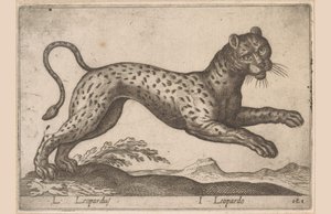 Luipaard
L Leopardus/ I Leopard (título en el objeto)
Dieren en fabelwezens (título de la serie)
Nova raccolta de li animali più curiosi del mondo (título de la serie)