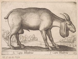 geit de membrana L Capra Mambrinae/ I Capra Mambrina (título sobre objeto) Dieren en fablewezens (título de la serie) Nueva colección de los animales más curiosos del mundo (título de serie)