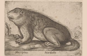 Marmot
Mus Alpinus/ Marmota (título en el objeto)
Dieren en fabelwezens (título de la serie)
Nova raccolta de li animali più curiosi del mondo (título de la serie)