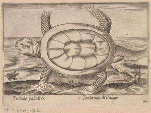 moerasschildpad Testudo palustres/ Tartaruca di Palude (título sobre objeto) Dieren en fablewezens (título de la serie) Nova raccolta de li animali piu curiosi del mondo (título de la serie) de Antonio Tempesta