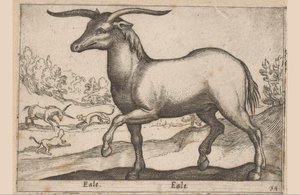 caballo con cuernos Eale/Eale (título sobre objeto) Animales y criaturas míticas (título de serie) Nova raccolta de li animali piu curiosi del mondo (título de la serie) de Antonio Tempesta