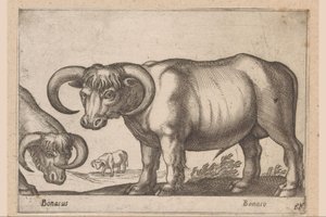 ganado Bonasus/ Bonaso (título sobre objeto) Animales y criaturas míticas (título de serie) Nova raccolta de li animali piu curiosi del mondo (título de la serie) de Antonio Tempesta