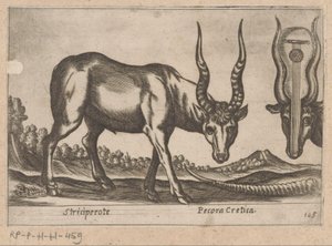 dos antílopes Striciperote/ Ganado cretense (título sobre el objeto) Dieren en fablewezens (título de la serie) Nova raccolta de li animali piu curiosi del mondo (título de la serie) de Antonio Tempesta