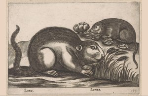 Twee muskusratten
Lonx/ Lonza (título en el objeto)
Dieren en fabelwezens (título de la serie)
Nova raccolta de li animali più curiosi del mondo (título de la serie) de Antonio Tempesta