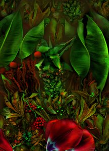  de Antonius Antonius