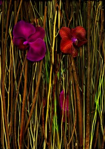  de Antonius Antonius