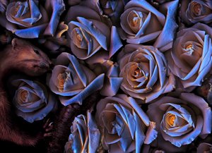 Jardín mágico nº 31-2, 2019 (foto) de Antonius Antonius