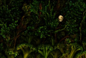 Jardín mágico del bosque, 2011 (foto)