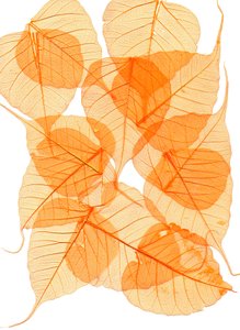 follaje de Antonius Antonius