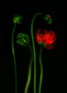 earthArt -amapola, 2008 (foto)