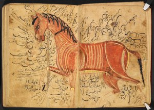 Caballo, de 