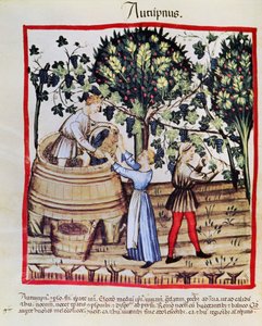 La cosecha de uvas del Tacuinum Sanitatis de Arabic School