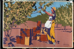 Recolección de albaricoques para conserva - Australia (litografía en color) de Archibald Bertram Webb