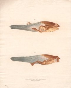 Nº 3 y 4 en las 8 etapas de crecimiento de la rana de Surinam de Archibald Robertson