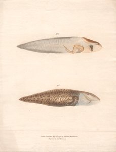 Nº 5 y Nº 6 en las 8 etapas de crecimiento de la rana de Surinam de Archibald Robertson