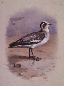 Un Falaropo Gris de Archibald Thorburn