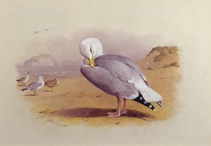 Gaviota Argéntea en una Playa con el Bass Rock al Fondo