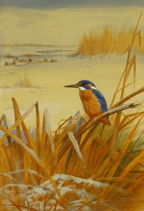 Un martín pescador entre juncos en invierno de Archibald Thorburn
