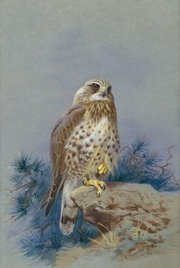 Busardo ratonero