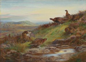 Una bandada de urogallos rojos junto a un manantial de Archibald Thorburn