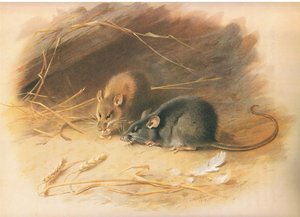 Rata alejandrina y rata negra, de los mamíferos de Thorburn publicado por Longmans and Co, c. 1920 de Archibald Thorburn