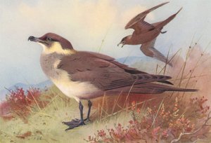 Skua ártica o de Richardson (litografía en color)