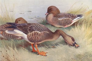 Ansar común (litografía en color) de Archibald Thorburn