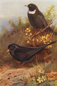 Pájaro negro (macho y hembra), Ring-Ouzel (litografía en color) de Archibald Thorburn
