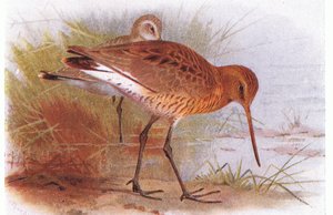 Aguja Colinegra, de Aves de las Islas Británicas y Sus Huevos publicado por Frederick Warne & Co Ltd, 1958