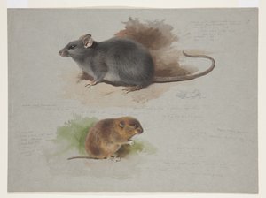 Rata negra y topillo de Orkney, c.1915 (acuarela y gouache sobre lápiz en papel) de Archibald Thorburn