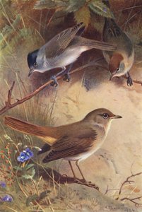 Curruca capirotada (macho y hembra), Ruiseñor (litografía en color) de Archibald Thorburn