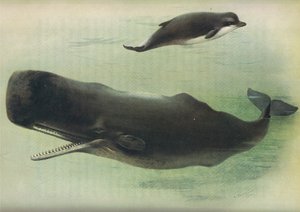 Ballena nariz de botella y cachalote, de los mamíferos de Thorburn publicado por Longmans and Co, c. 1920 de Archibald Thorburn