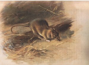 Rata parda, de los mamíferos de Thorburn publicado por Longmans and Co, c. 1920 de Archibald Thorburn