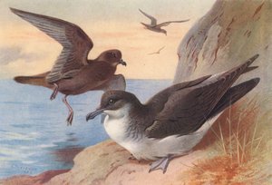 Petrel de Bulwer, Fardela común (litografía en color) de Archibald Thorburn